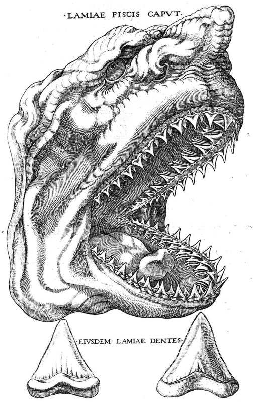 Першая выява мегаладона